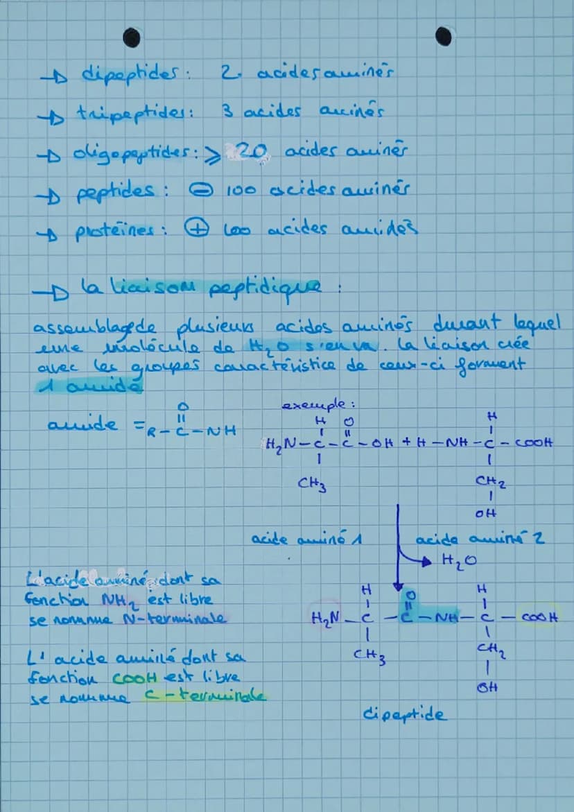 ACIDES AMINES
20 acides aminés.
acides aminés essentiels me peut pas être synthétise
peu l'organisme. Apporte
uniquement pour l'alimentation