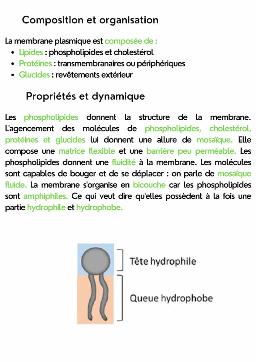 enseignement scientifique
LA MEMBRANE PLASMIQUE
A quoi sert-elle ?
La membrane plasmique a un rôle qui permet de :
• délimiter la cellule
pe
