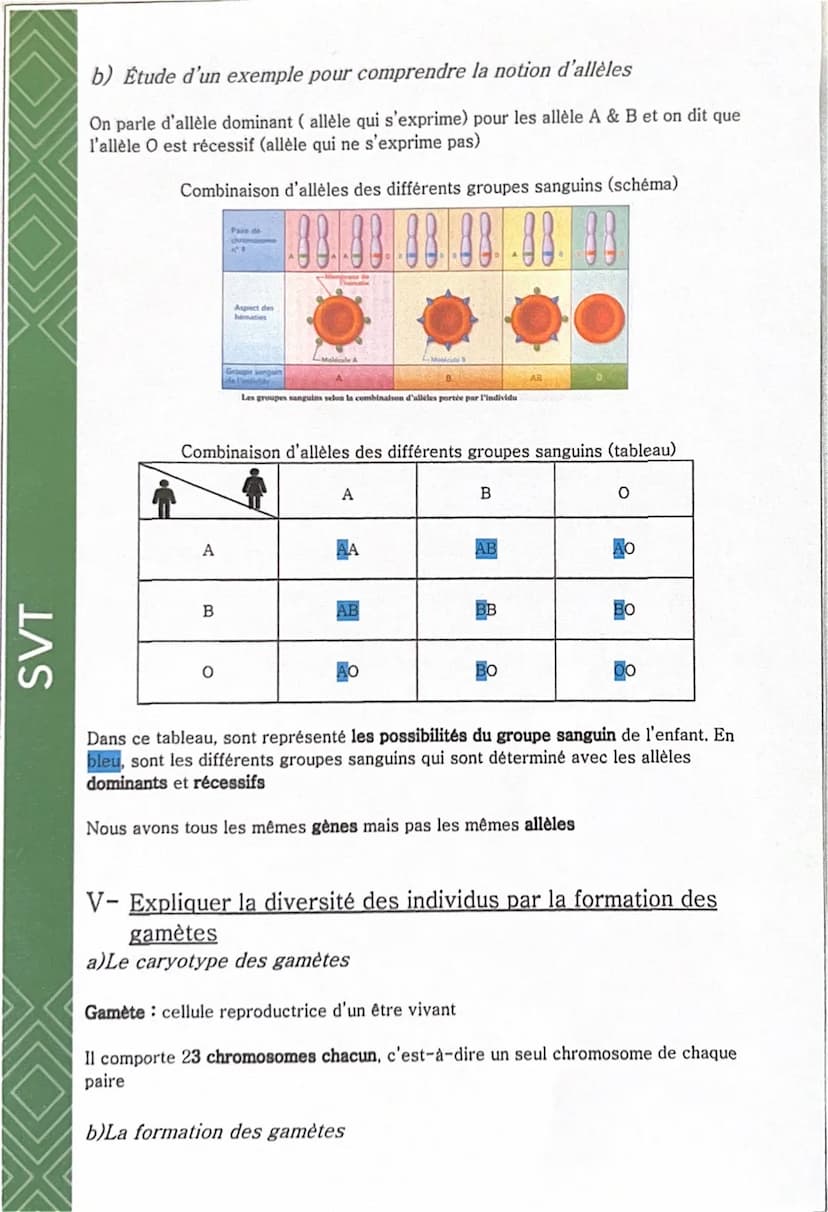 SVT
Comment est déterminé l'aspect d'un être vivant ?
I- Localiser l'origine des caractères héréditaires
a) Transmission des caractères héré