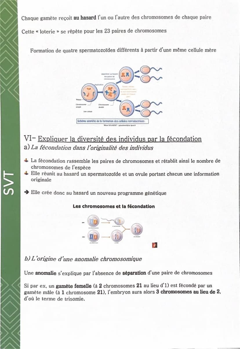SVT
Comment est déterminé l'aspect d'un être vivant ?
I- Localiser l'origine des caractères héréditaires
a) Transmission des caractères héré