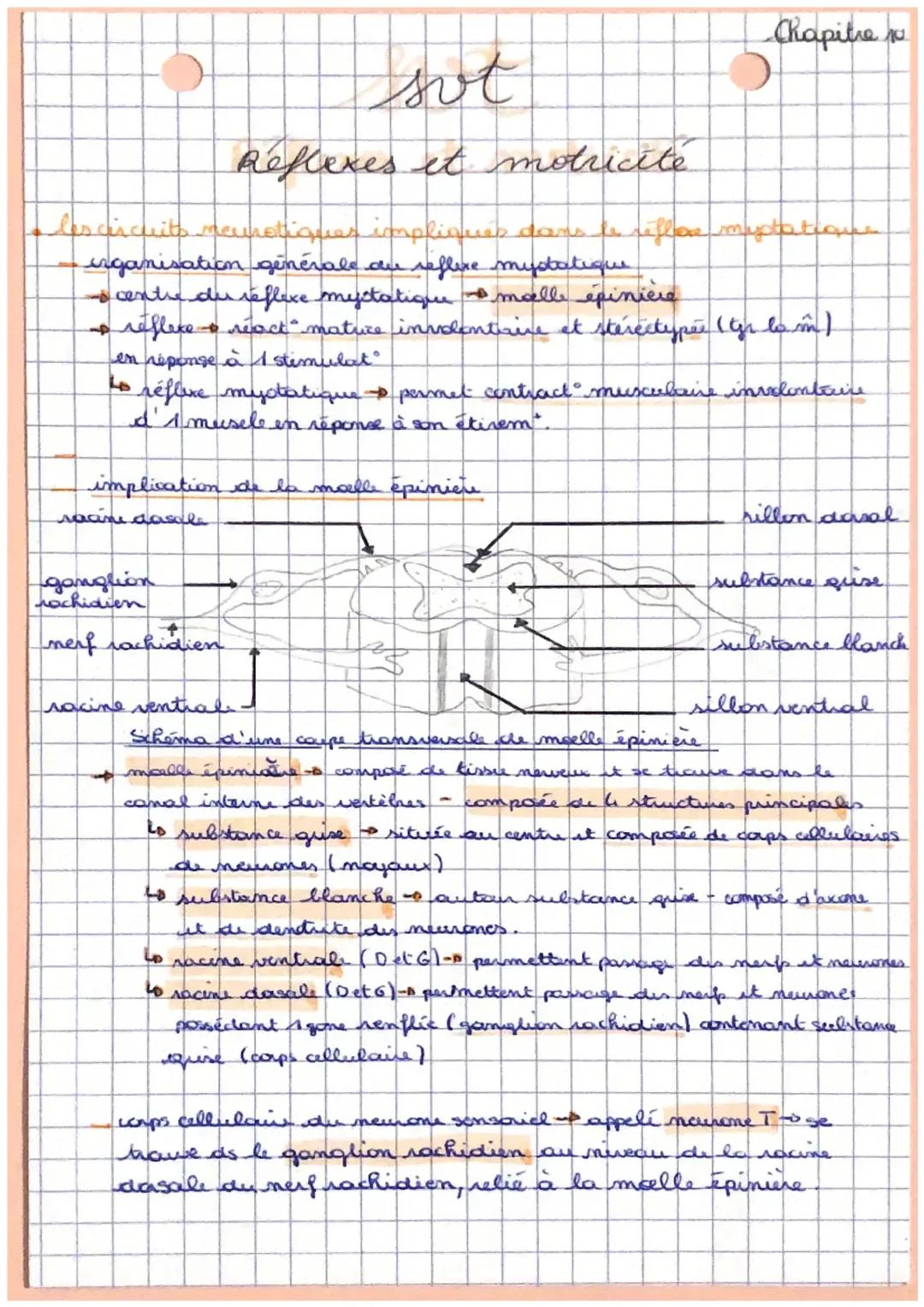 Réflexes et motricité 