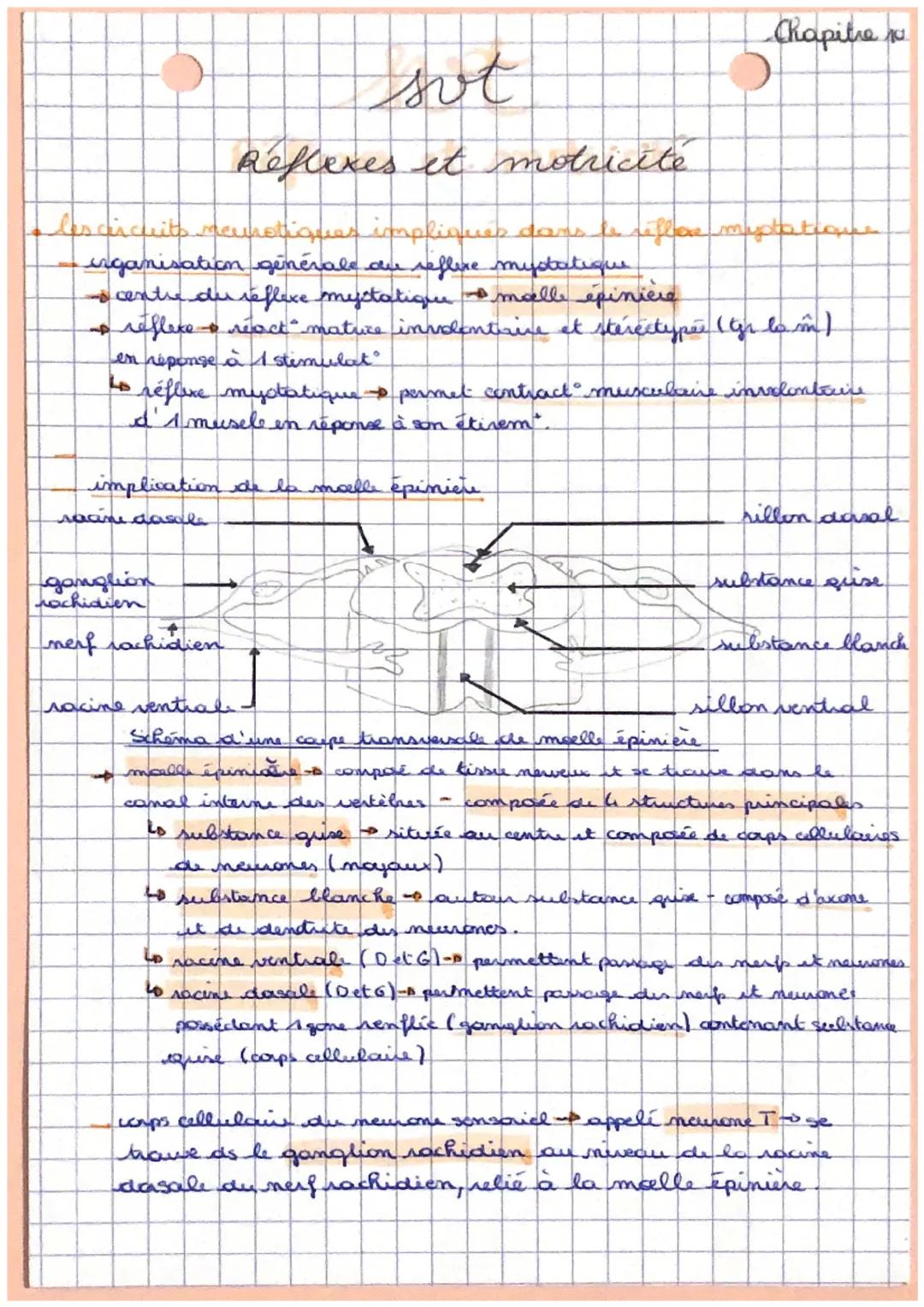 sot
Reflexes et motricité
les circuits naurationes impliques dans le réflere mustations
irganisation générale du reflexe mystatique
- centre