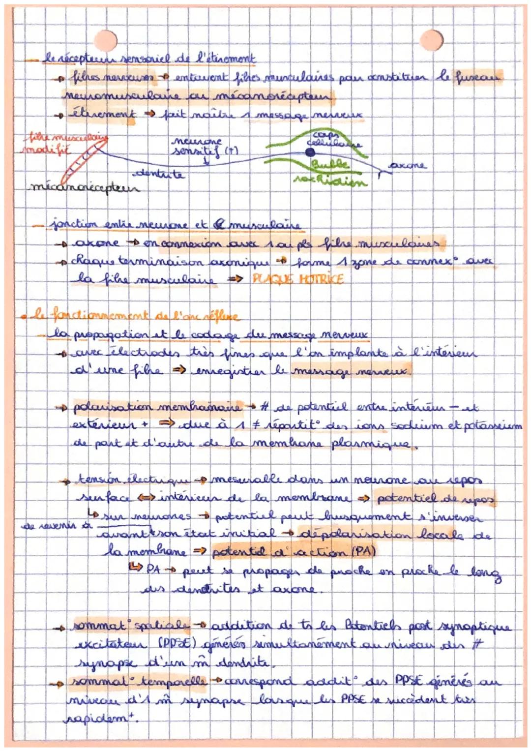 sot
Reflexes et motricité
les circuits naurationes impliques dans le réflere mustations
irganisation générale du reflexe mystatique
- centre