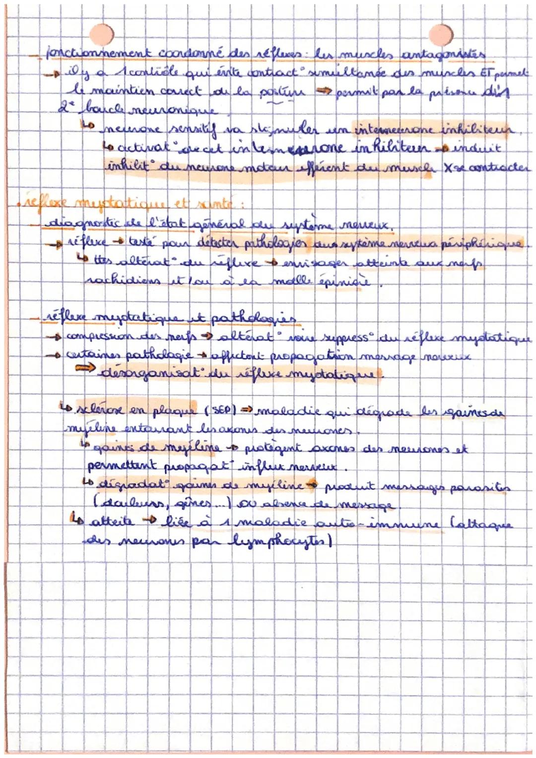sot
Reflexes et motricité
les circuits naurationes impliques dans le réflere mustations
irganisation générale du reflexe mystatique
- centre