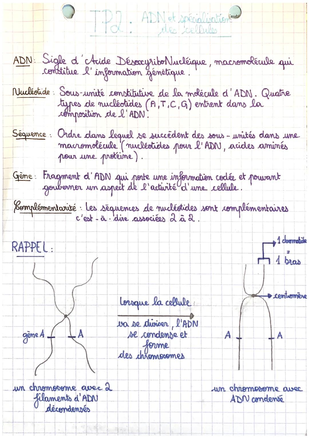 ADN et cellules
