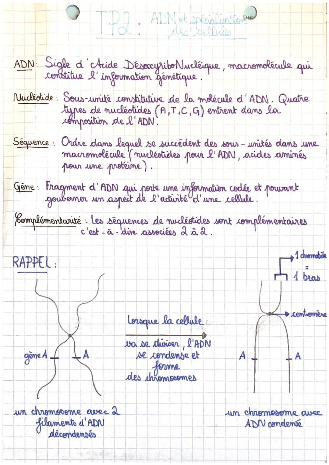 TP21:
ADN et spécialisation
des cellules
f
asabl
ADN: Sigle d'Acide Désoxyribo Nucléique, macromolécule qui
constitue l'information génétiqu