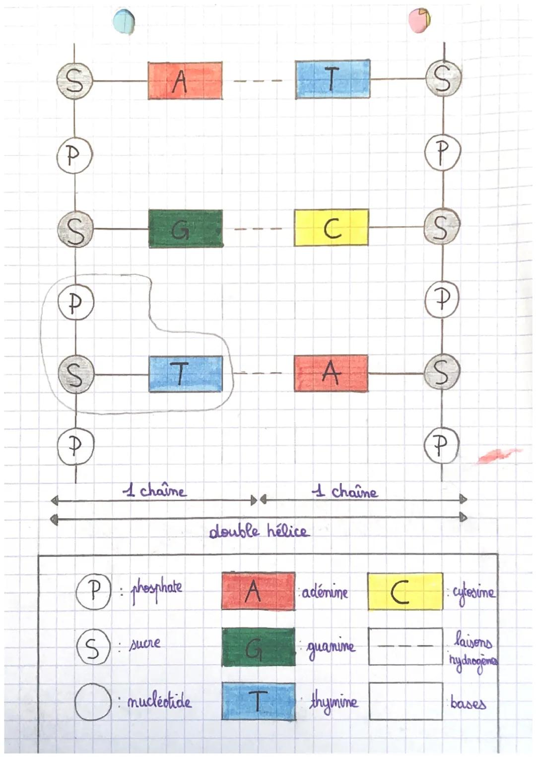 TP21:
ADN et spécialisation
des cellules
f
asabl
ADN: Sigle d'Acide Désoxyribo Nucléique, macromolécule qui
constitue l'information génétiqu
