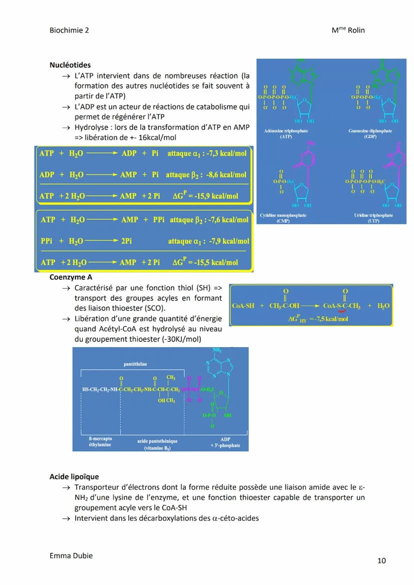 Biochimie 2
I. Introduction
CHAPITRE 1: BIOENERGETIQUE
a) Rôle du transporteur d'ADP/ATP
→ Contrôle de l'import d'ADP dans la mitochondrie e