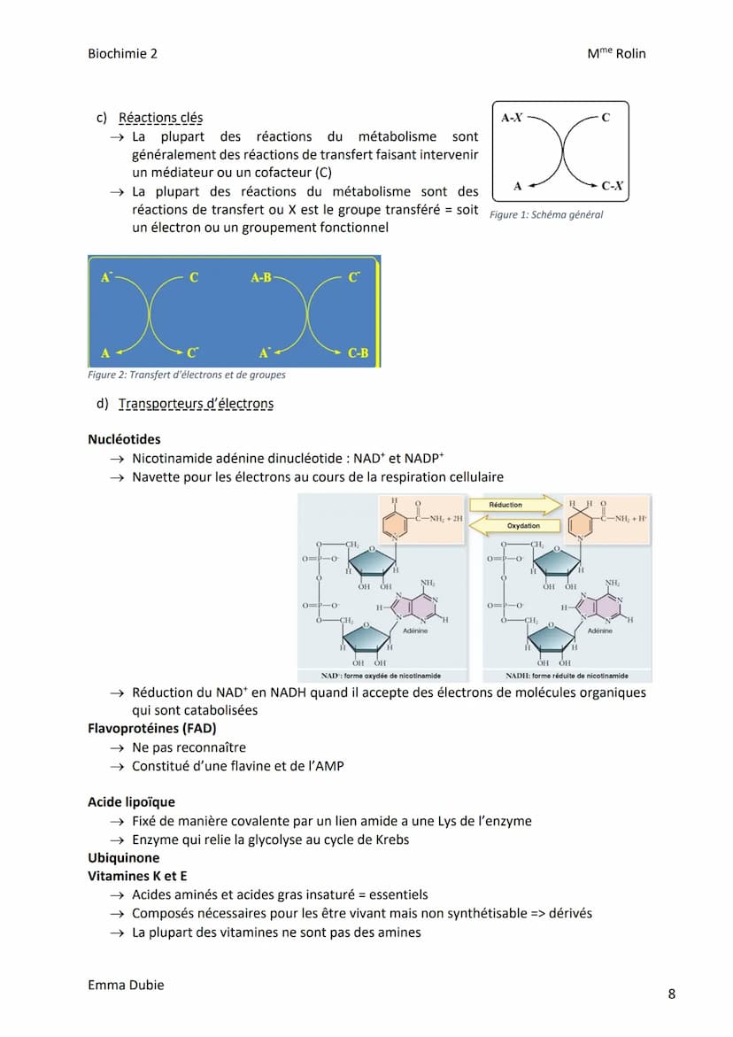Biochimie 2
I. Introduction
CHAPITRE 1: BIOENERGETIQUE
a) Rôle du transporteur d'ADP/ATP
→ Contrôle de l'import d'ADP dans la mitochondrie e