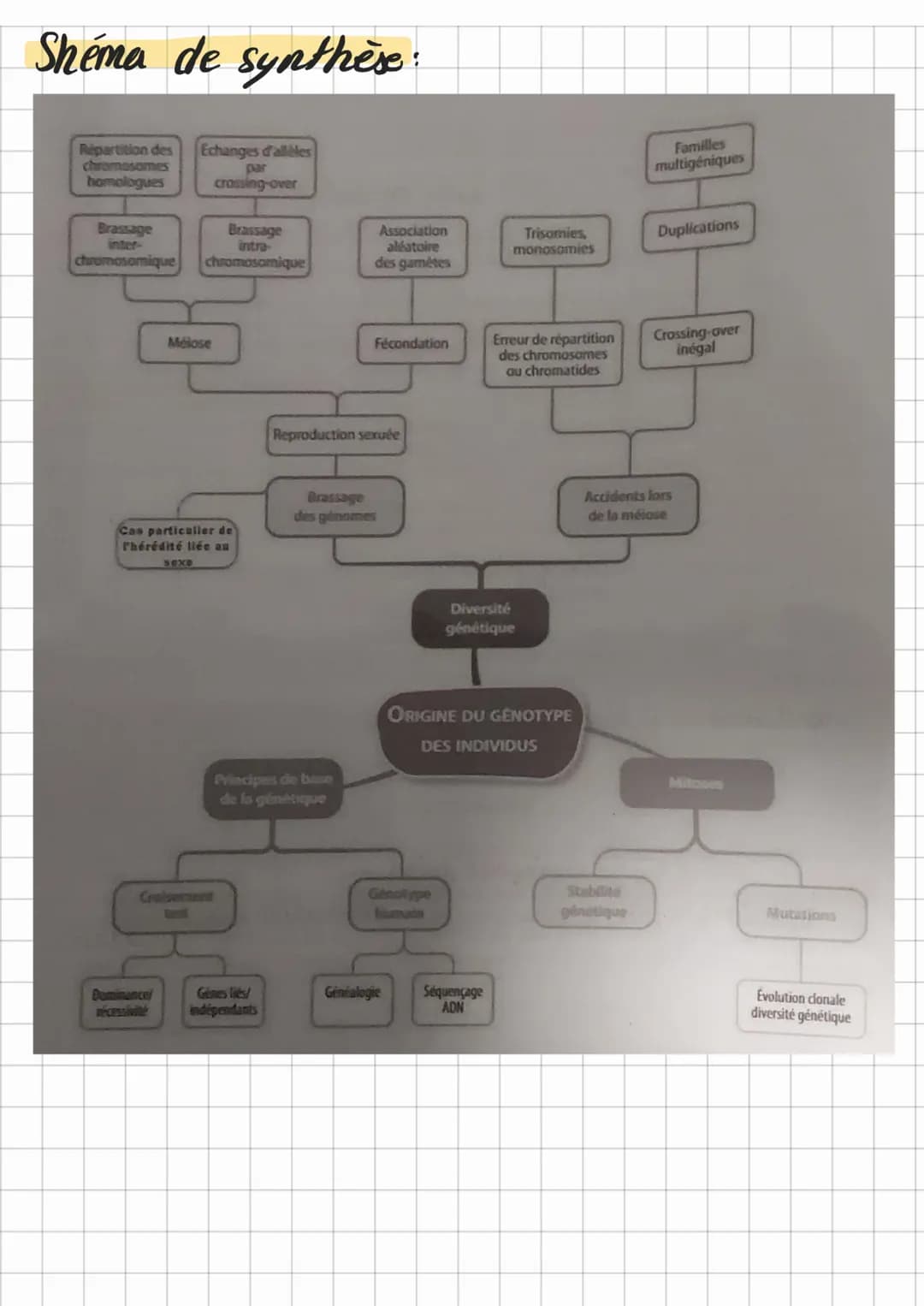 Chap 1
Theme 1
O
cellule mère
ou cellule
duf
Origine et diversification
do's genotypes des
-
mitoses
Les mutations au sein des cellules cree