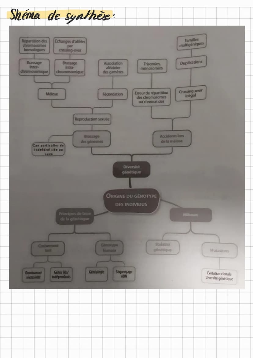 Chap 1
Theme 1
O
cellule mère
ou cellule
duf
Origine et diversification
do's genotypes des
-
mitoses
Les mutations au sein des cellules cree