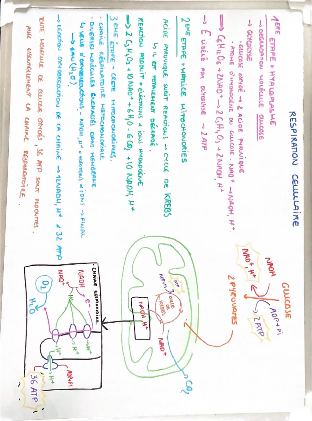 Simple Guide to How Glucose Breaks Down: Glycolysis and Krebs Cycle