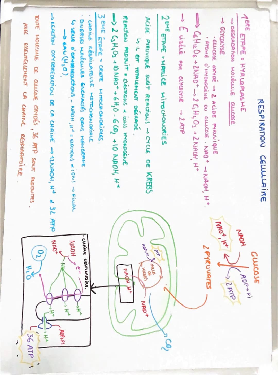 1ERE
RESPIRATION CELLULLAIRE
ETAPE HYALOPLASHE
->DEGRADATION HOLECULE CULLCOSE
-GLYCOLYSE
-GLUCOSE OXYDE →→ 2 ACIDE PYRUVIQUE
• ATOME O'HYDR