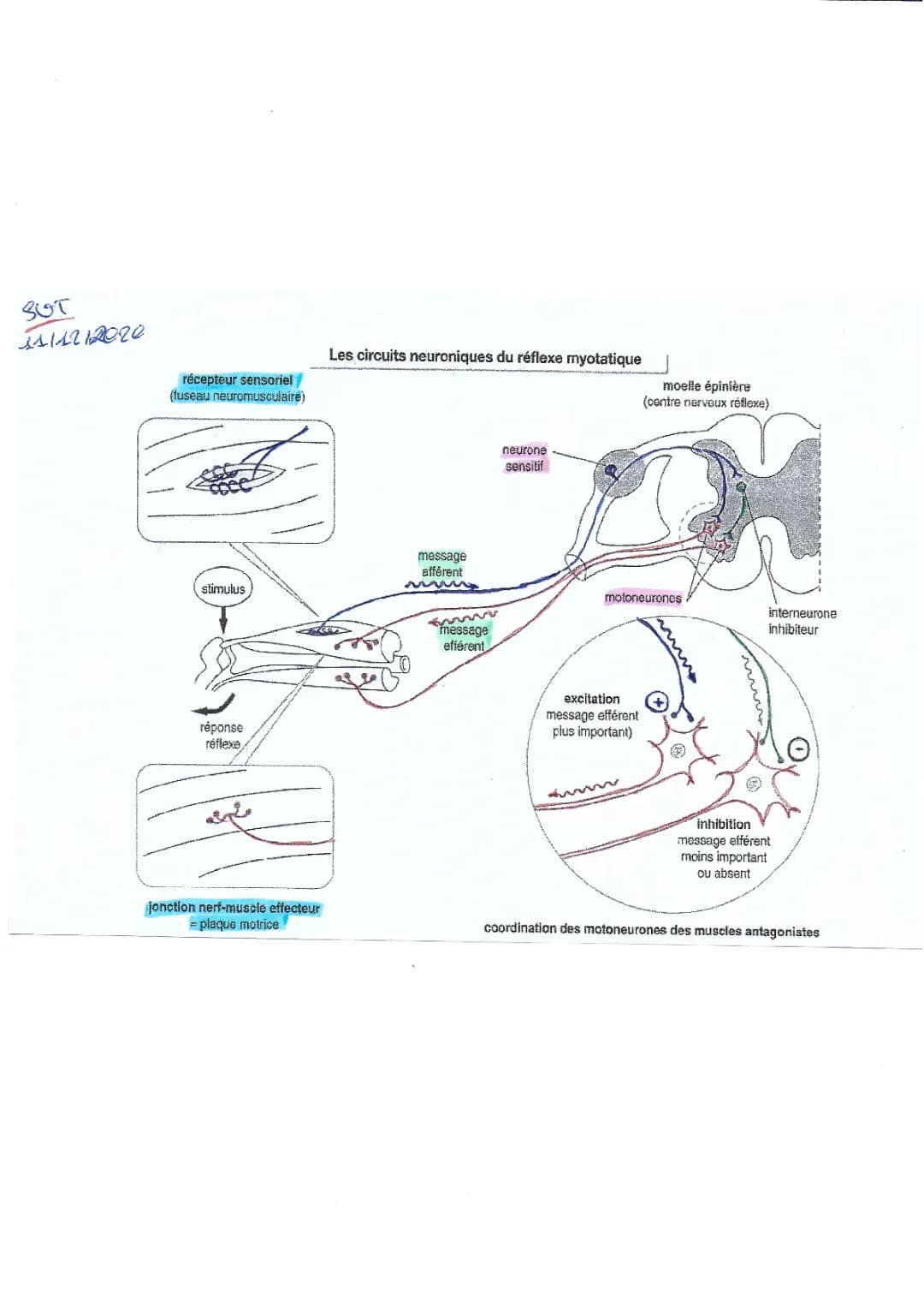 Comment Expliquer le Réflexe Myotatique ? | Les Réflexes SVT Terminale