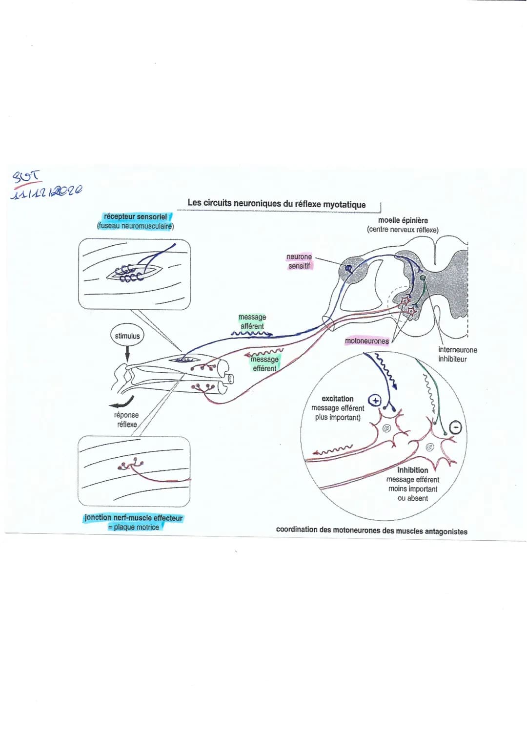SUT
1111212020
récepteur sensoriel
(fuseau neuromusculaire)
stimulus
réponse
réflexe
ملی
jonction nerf-muscle effecteur
= plaque motrice
Les
