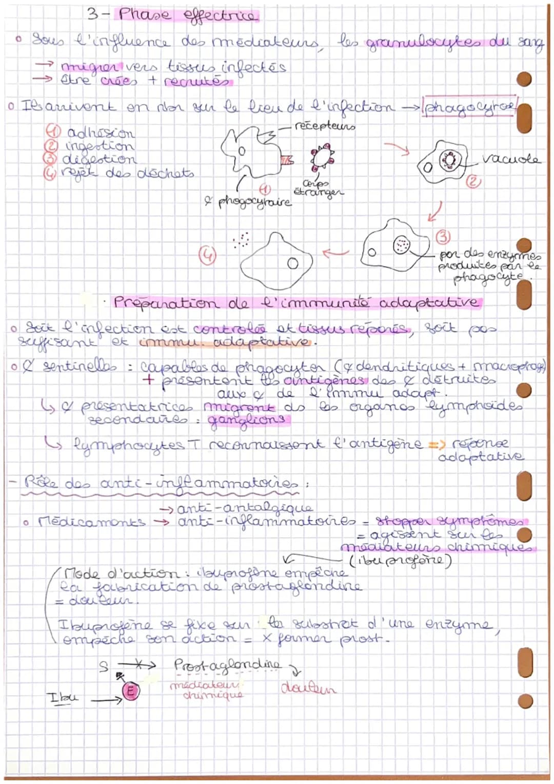 La Reaction Inflammatorie
L'immunité innée
Za reaction inflammatore
Lesion ou infection = r.
Reaction avec symptômes:
сидели,
-ment
• douleu