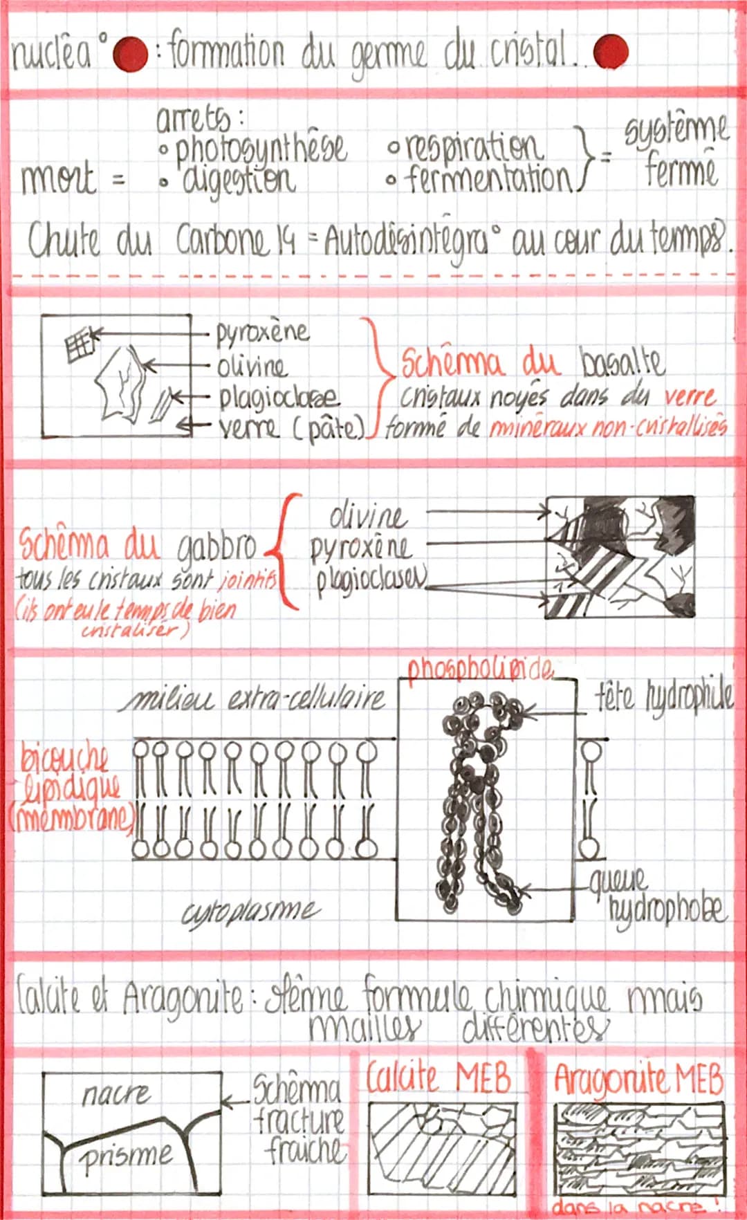 enseignement
Scientisique
SVI
La Radioactivité
La Vie nécessite des êchanges de
matière avec l'extérieur, seulement.
des éléments radioactif