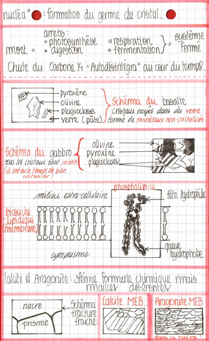 enseignement
Scientisique
SVI
La Radioactivité
La Vie nécessite des êchanges de
matière avec l'extérieur, seulement.
des éléments radioactif
