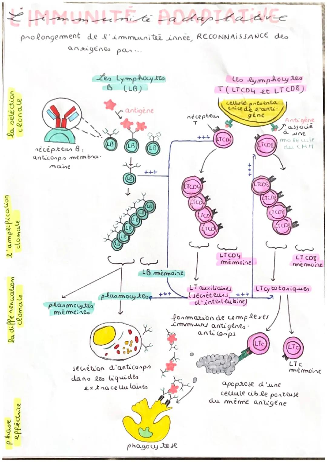 # é immunité-adaptative

prolongement de l'immunitée innée, RECONNAISSANCE des
antigènes par...

la sélection
clonale

Les Lymphocyteo
B (LB
