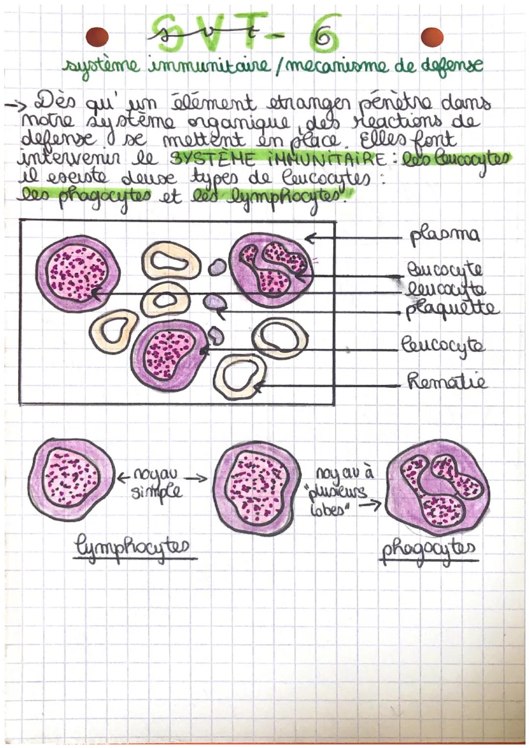 تهم
SUT - 6
système immunitaire / mecanisme de defense
Dès
sy
de
notre gu stem element etranger pentions dan
élément penetre
organique des
m