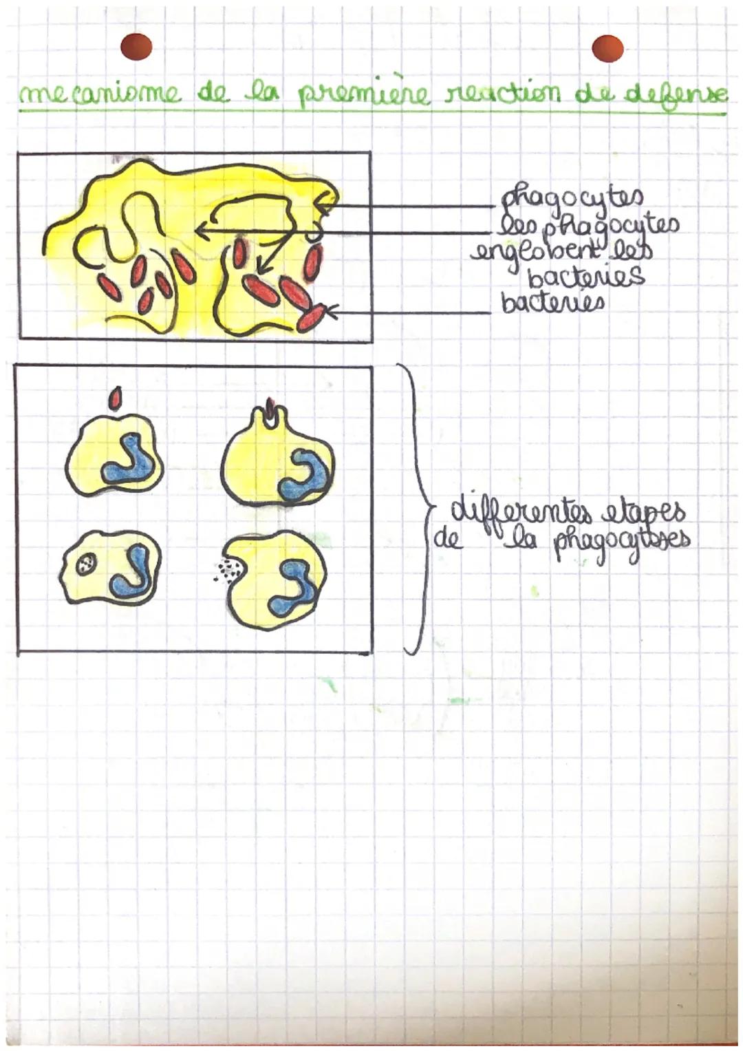 تهم
SUT - 6
système immunitaire / mecanisme de defense
Dès
sy
de
notre gu stem element etranger pentions dan
élément penetre
organique des
m