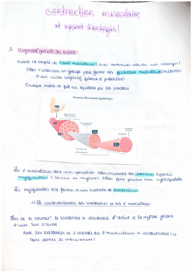 Know Contraction musculaire et apport d’énergie  thumbnail