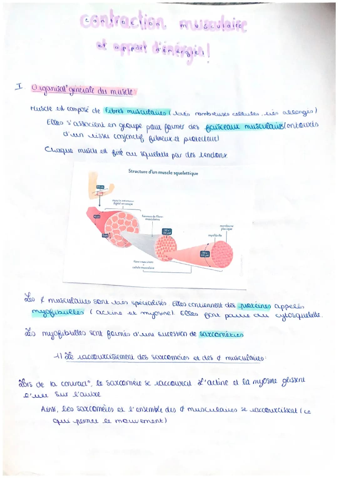 Contraction musculaire et apport d’énergie 