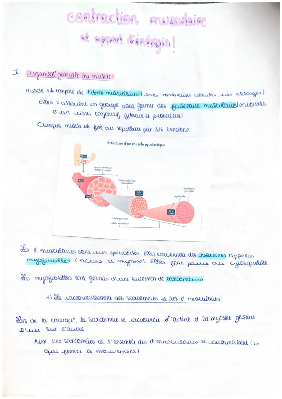 contraction an
musculaire
et
at appart d'énergies!
I. Organisal generale du muscle
Muscle est composé de Fibres musculares (es nombreuses ca