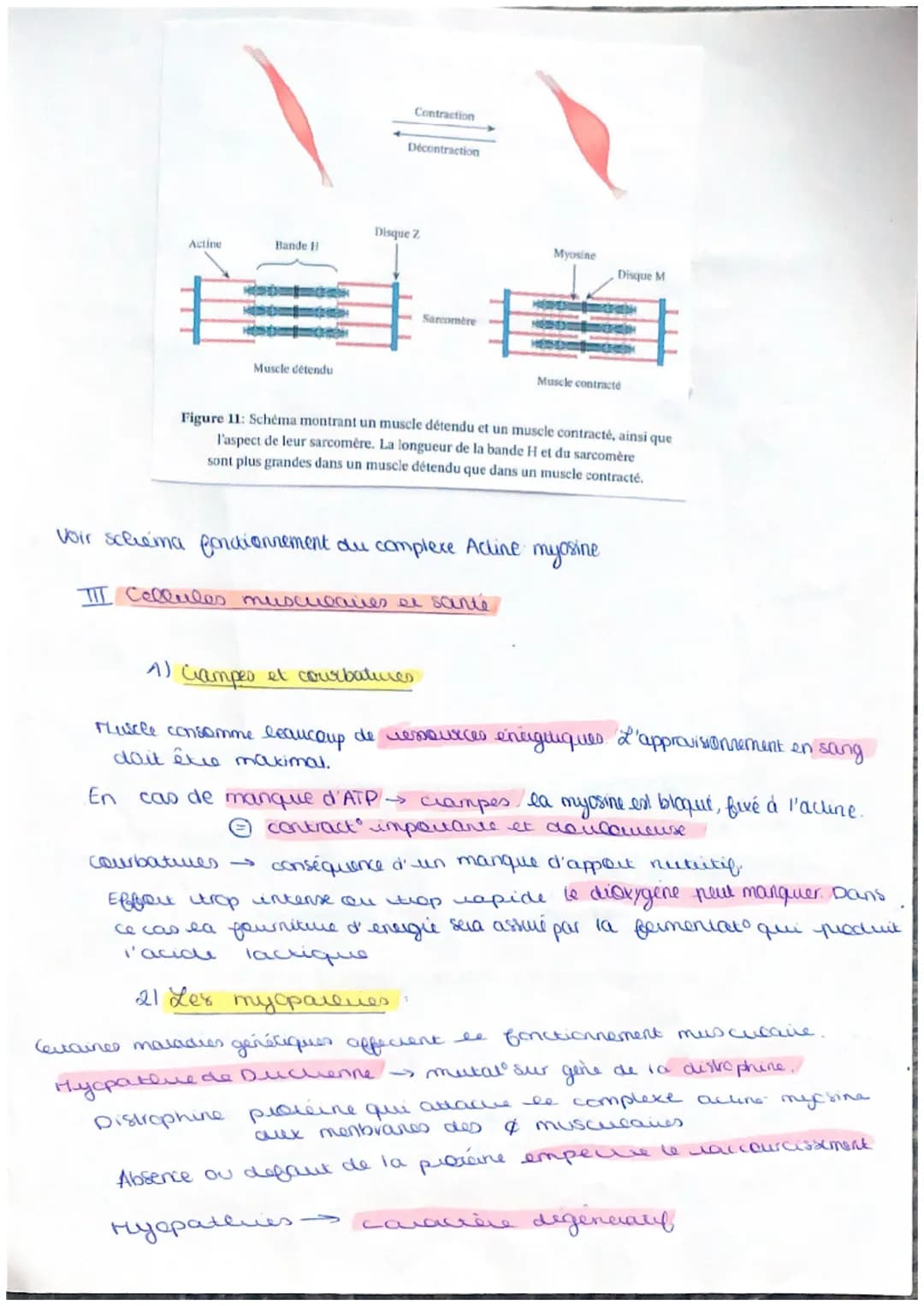 contraction an
musculaire
et
at appart d'énergies!
I. Organisal generale du muscle
Muscle est composé de Fibres musculares (es nombreuses ca