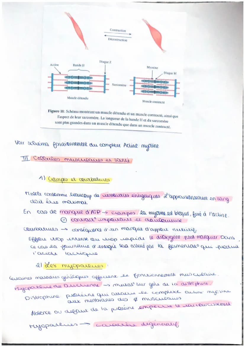 contraction an
musculaire
et
at appart d'énergies!
I. Organisal generale du muscle
Muscle est composé de Fibres musculares (es nombreuses ca