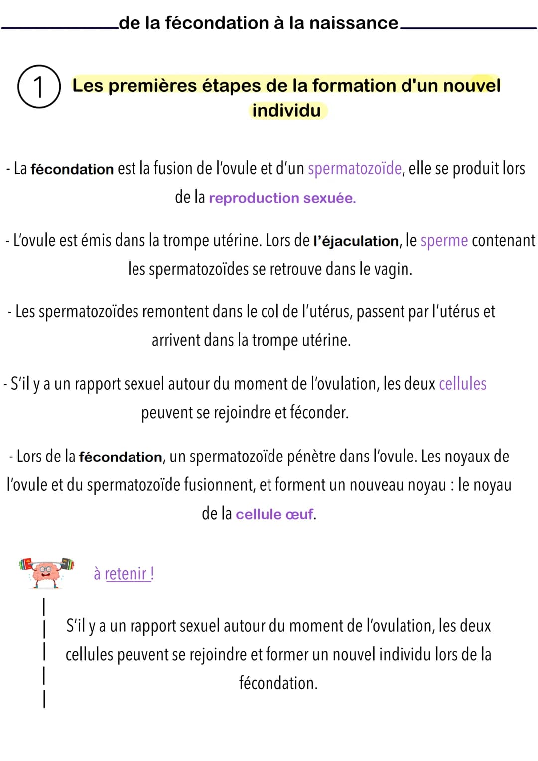 de la fécondation à la naissance.
1 Les premières étapes de la formation d'un nouvel
individu
- La fécondation est la fusion de l'ovule et d
