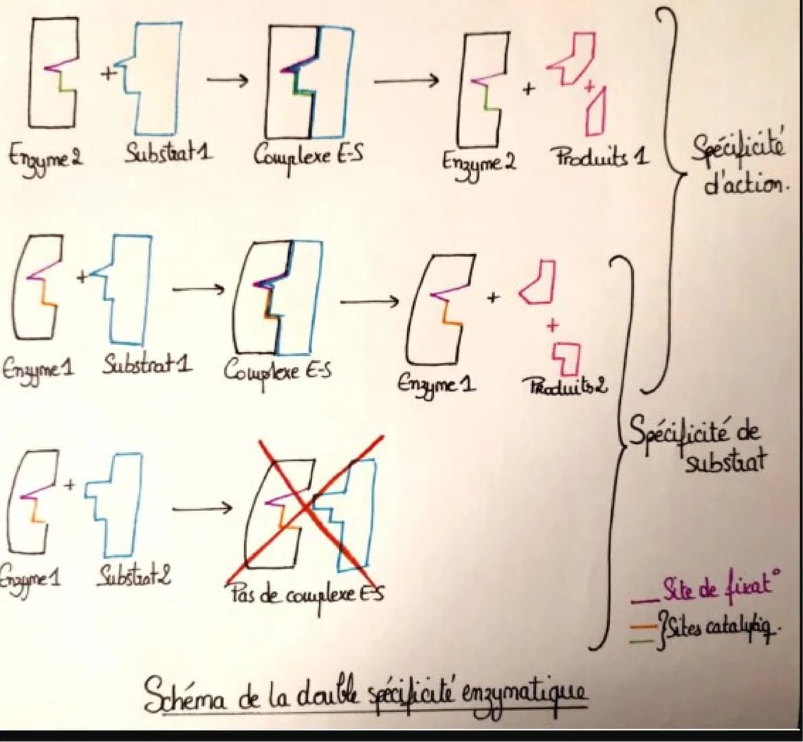 3-1-31-8-2
Enzyme 2 Substrat 1 Complexe E-S
6-1-E
(3
Enzyme 1 Substrat 1 Complexe E-S
(+1
Enzyme 1 Substrat 2
Enzyme 2
Enzyme 1
Produits 1
0