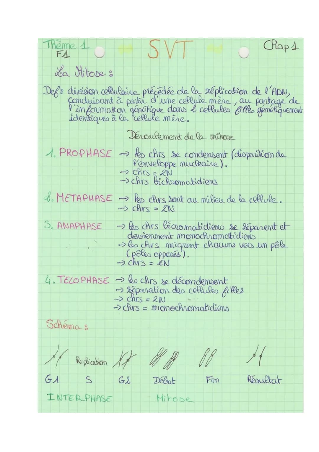 SVT
Def & division cellulaire précédée de la réplication de l'ADN,
Conduisant à partir d'une cellule mère, au partage de
l'information génét