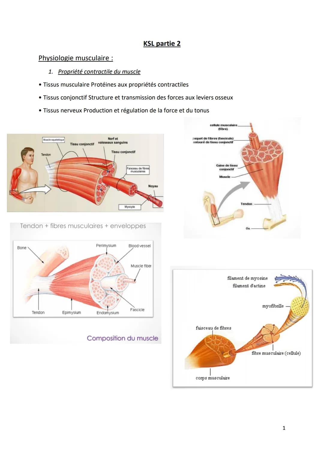 Physiologie musculaire :
Bone
1. Propriété contractile du muscle
• Tissus musculaire Protéines aux propriétés contractiles
• Tissus conjonct