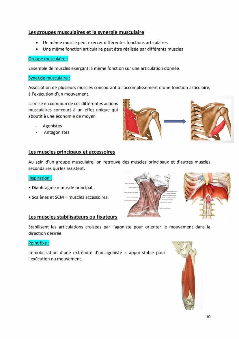 Physiologie musculaire :
Bone
1. Propriété contractile du muscle
• Tissus musculaire Protéines aux propriétés contractiles
• Tissus conjonct
