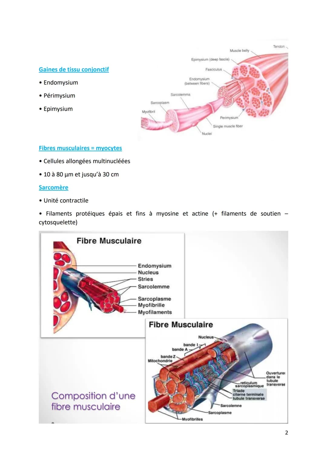 Physiologie musculaire :
Bone
1. Propriété contractile du muscle
• Tissus musculaire Protéines aux propriétés contractiles
• Tissus conjonct