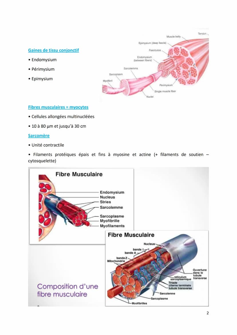 Physiologie musculaire :
Bone
1. Propriété contractile du muscle
• Tissus musculaire Protéines aux propriétés contractiles
• Tissus conjonct