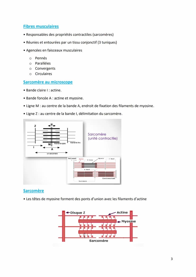 Physiologie musculaire :
Bone
1. Propriété contractile du muscle
• Tissus musculaire Protéines aux propriétés contractiles
• Tissus conjonct