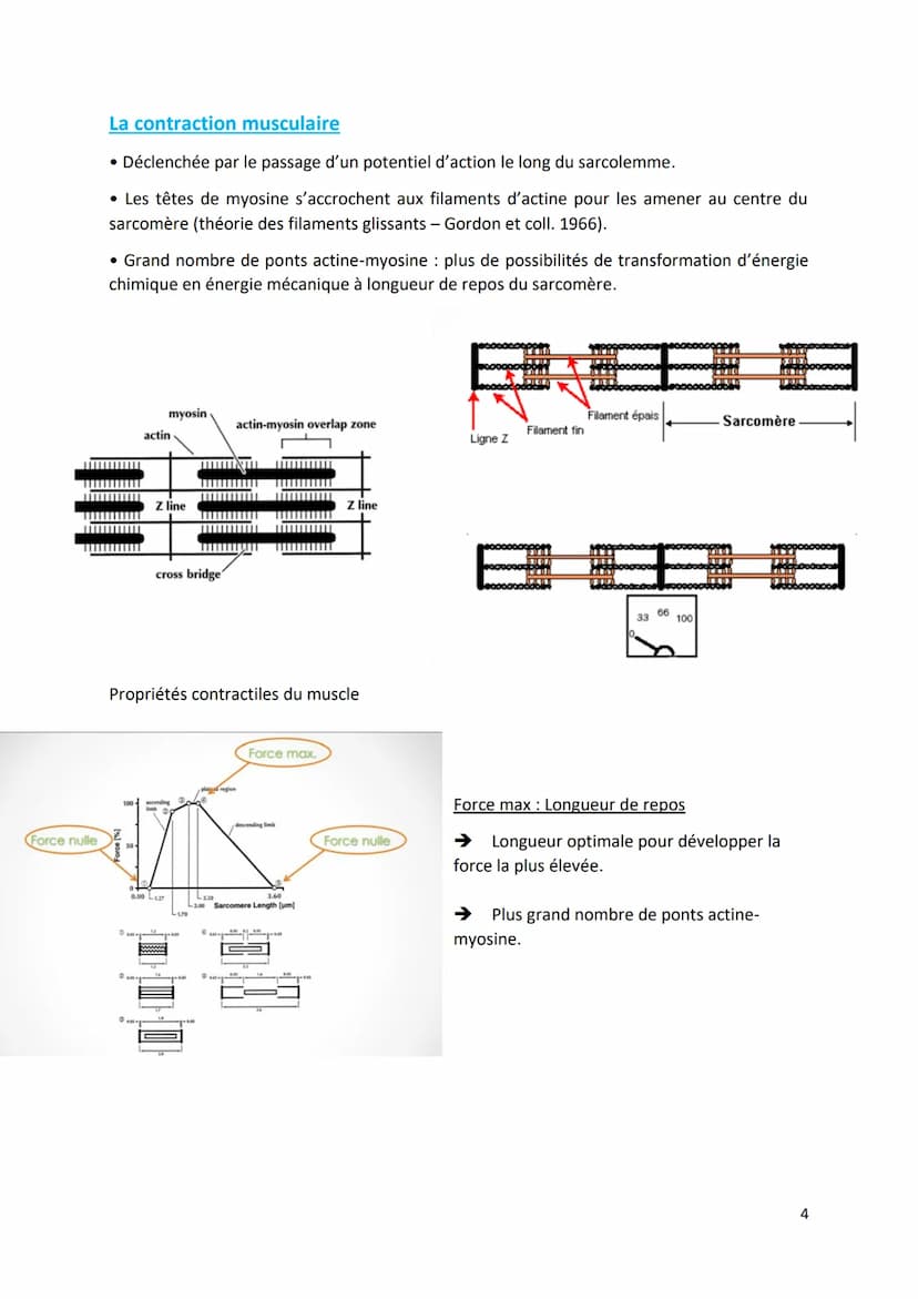 Physiologie musculaire :
Bone
1. Propriété contractile du muscle
• Tissus musculaire Protéines aux propriétés contractiles
• Tissus conjonct