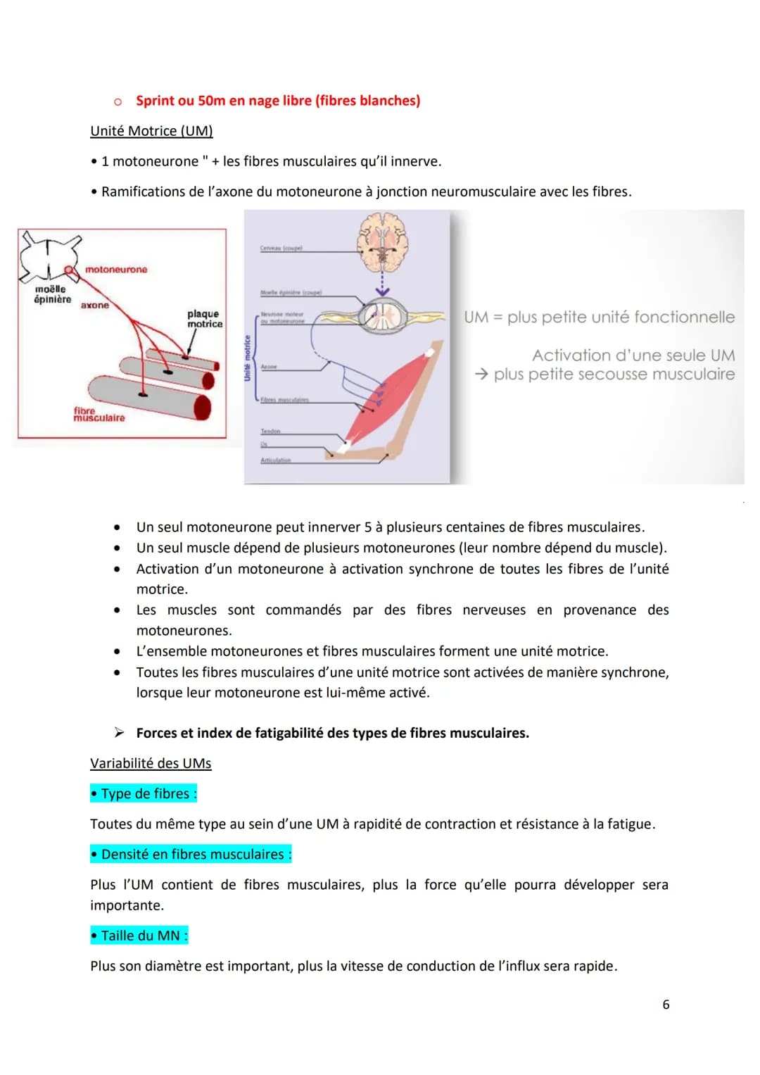 Physiologie musculaire :
Bone
1. Propriété contractile du muscle
• Tissus musculaire Protéines aux propriétés contractiles
• Tissus conjonct