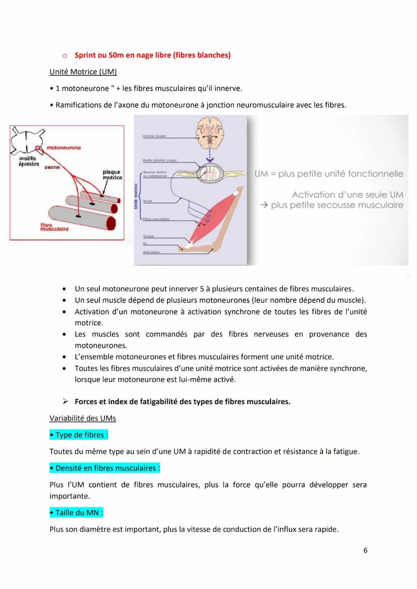 Physiologie musculaire :
Bone
1. Propriété contractile du muscle
• Tissus musculaire Protéines aux propriétés contractiles
• Tissus conjonct