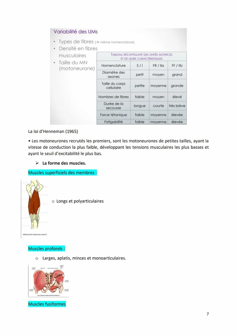 Physiologie musculaire :
Bone
1. Propriété contractile du muscle
• Tissus musculaire Protéines aux propriétés contractiles
• Tissus conjonct
