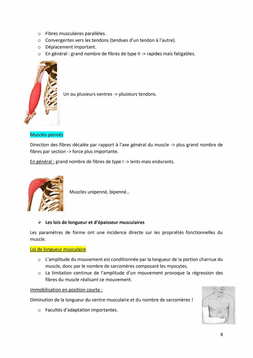 Physiologie musculaire :
Bone
1. Propriété contractile du muscle
• Tissus musculaire Protéines aux propriétés contractiles
• Tissus conjonct