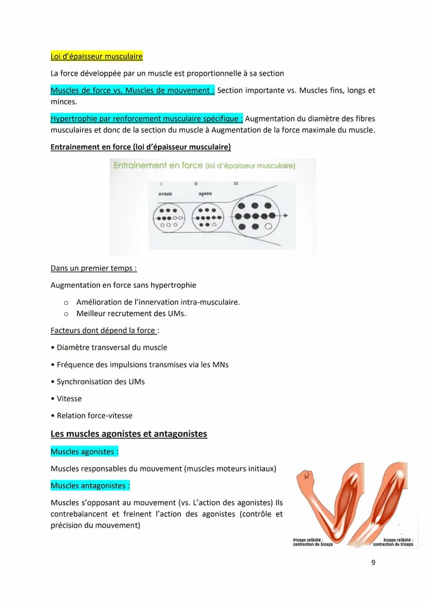 Physiologie musculaire :
Bone
1. Propriété contractile du muscle
• Tissus musculaire Protéines aux propriétés contractiles
• Tissus conjonct