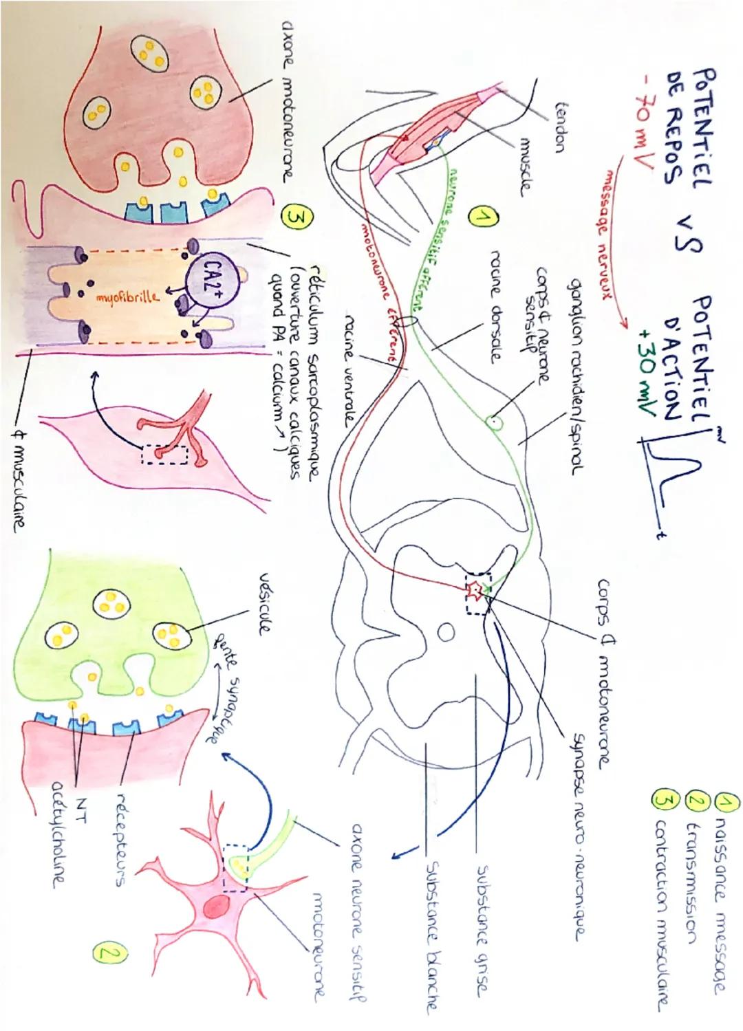 POTENTIEL VS
DE REPOS
- 70 mV
POTENTIEL
D'ACTION
+30 mV
ganglion rachidien/spinal
message nerveux
tendon
muscle
corps & neurone
sensitip
rac