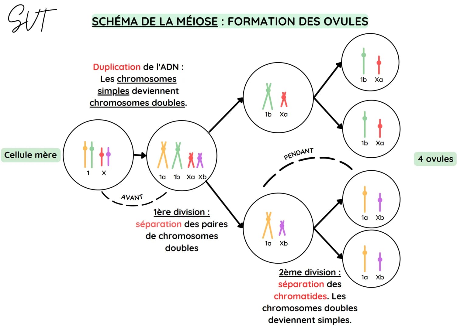 SUT
Cellule mère
SCHÉMA DE LA MÉIOSE : FORMATION DES OVULES
Duplication de l'ADN :
Les chromosomes
simples deviennent
chromosomes doubles.
1