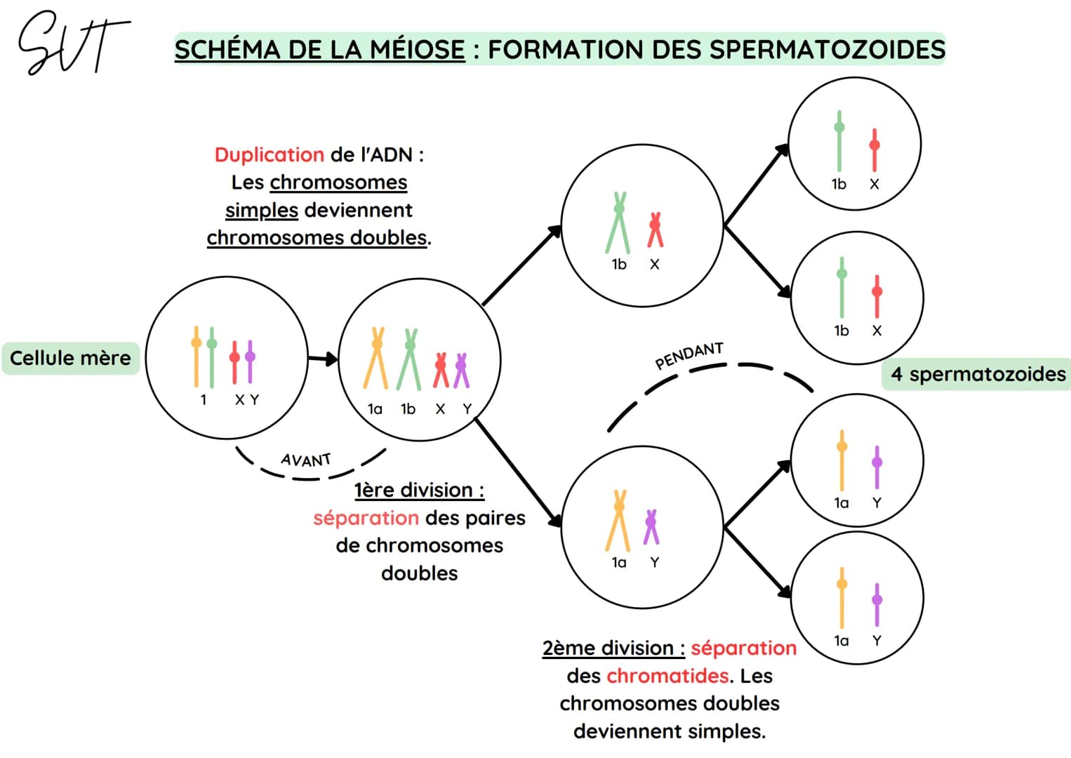 SUT
Cellule mère
SCHÉMA DE LA MÉIOSE : FORMATION DES OVULES
Duplication de l'ADN :
Les chromosomes
simples deviennent
chromosomes doubles.
1