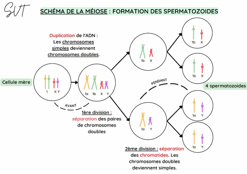 SUT
Cellule mère
SCHÉMA DE LA MÉIOSE : FORMATION DES OVULES
Duplication de l'ADN :
Les chromosomes
simples deviennent
chromosomes doubles.
1
