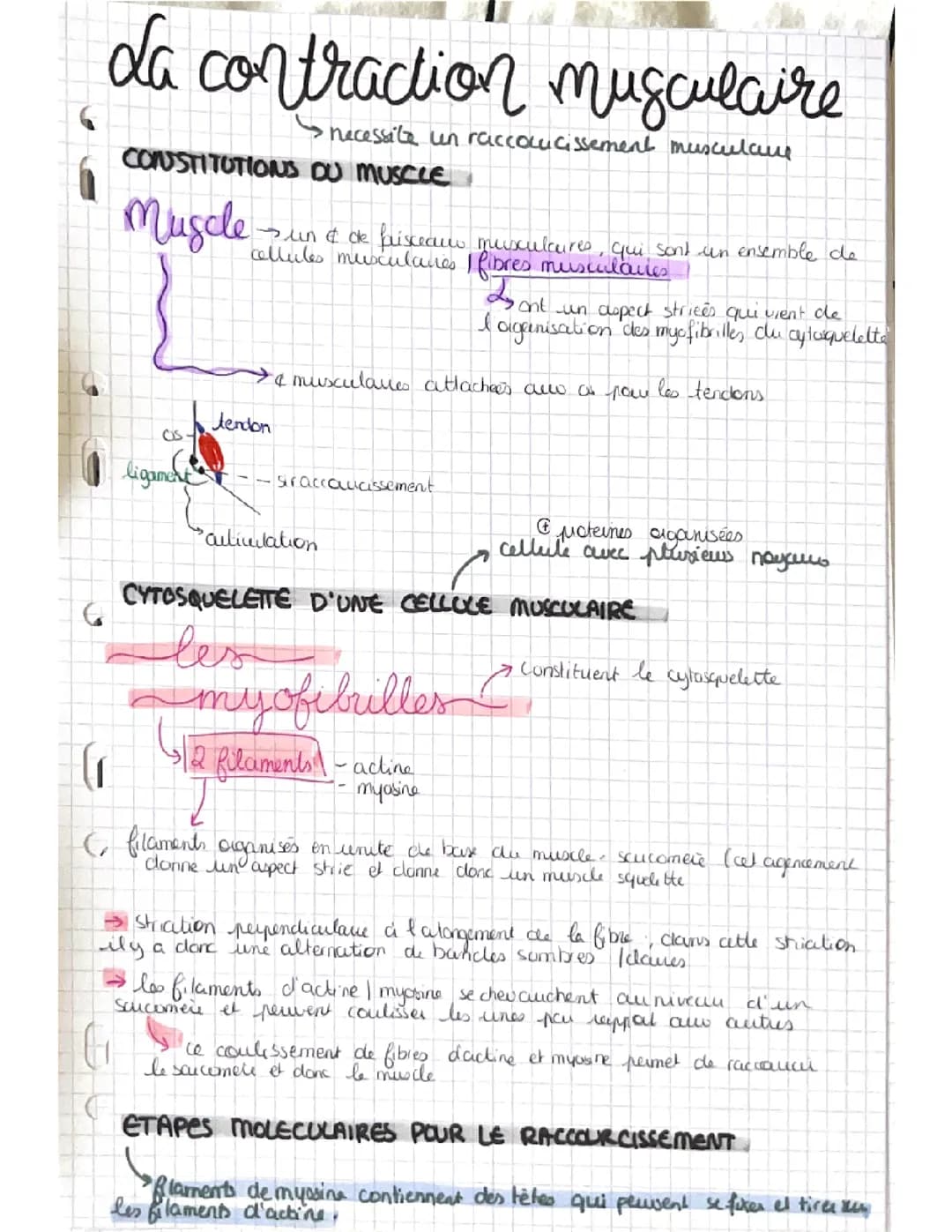 Fiche SVT terminale « contraction musculaire, origine de l’ATP, les flux de glucose »