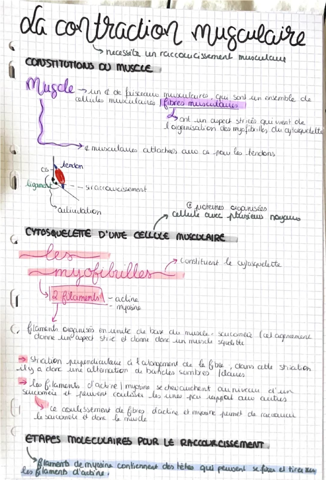 La contraction musculaire
Snecessite un raccourcissement musculare
CONSTITUTIONS DU MUSCLE
Muscle
Sun & de frisceaus musculcures, qui sont u